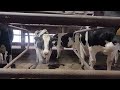 video of cows being 🐄