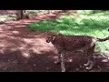 Big cat - Safari Park Nairobi