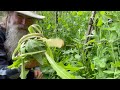 USE the WEEDS! SAVE TIME SAVE MONEY! PART 11 Planning & Creating a PERMACULTURE PARADISE FOOD FOREST