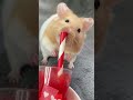 This Hamster Loves His Snacks | The Dodo