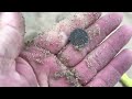 Gold on the beach Metal ￼ detecting ￼