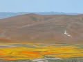 Antelope Valley California Poppy Reserve