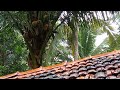 The Home Jungle | Wild Jungle Relaxing | The Home Jungle |Wild Jungle Relax |Nature Forest Travel