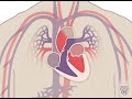 The Heart and Circulatory System - How They Work