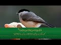 Surah Yasin | Surat Yaseen with Urdu Translation | Quran Tilawat Beautiful Voice | Hindi Tarjuma