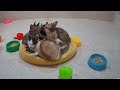 Try Not To Laugh😹🐕Funniest Cats and Dogs 2024😍