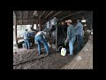 Florida cowboys working Charolais cows