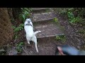 DND Dog Walk 79 Te Whiti Riser