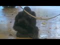 Silverback Gorilla & His Frail Elderly Female | The Shabani's Group