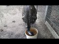 Emu drinking water