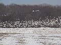 Snow Geese Take To The Air