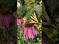 Butterfly (tiger swallowtail) feeding on purple coneflower