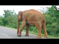 Risk behaviors of humans near elephants