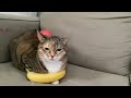 Cat sitting on banana