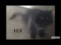 hix - my cat