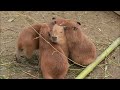 CAPYBARA are the FRIENDLIEST Animal Compilation!