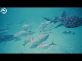 4k Fish 🐬- Coral Reefs and Colorful Sea Life - Relaxing Music