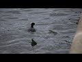 Diving Duck Feeds its Chick