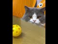 Is It a Cat or a Dog? The Ultimate Animal Guessing Game! 🐱🐶#FunnyCats #CatHumor