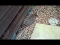 Dave's Hedgehog 21-6-24