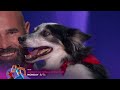 Hurricane The Dog: THE BEST DOG ACT IN AGT HISTORY!
