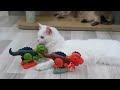 New Funny Animals 🤣 Adorable Cats and Dogs 😻🐶 Part 11