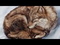 Painting Realistic Fur • Krita Speedpaint