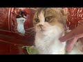 Funniest Animals 2024 😍 New Funny Cats and Dogs 😻🐶 Part 29
