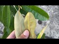 Ciri-ciri Durian Cumasi / Namlung