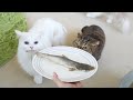 I Got LuLu a Shark from Japan to Eat! (ENG SUB)