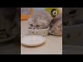Laugh Until You Cry with These Crazy Cat Videos! 😂🐱#FunnyCats #CatHumor