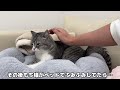 帰宅するとニャーニャー鳴きながら大喜びで出迎えてくれる子猫たちがかわいすぎました笑