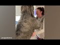 Funny DOGS Thinking they're Little Lapdogs😂 Funny Dog Videos