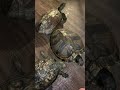 色々とカオスなカメのスキンシップ🐢