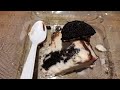 Mexico Desserts - Oreo Cookie Cheesecake