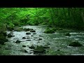 Relaxing Nature Sounds, Birds Singing, Babbling Stream.