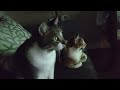 Kitties looking at a squirrel on TV