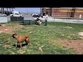 Boxer Rho gives the Salina, Utah Dog Park Two Paws Up.