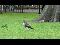 Red-tailed hawk fledglings and squirrel react to adult hawk screaming
