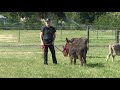 Donkey Training How To Halter The Naughty Donkey