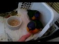 Baby rainbow lorikeet doing a 'Happy Feet' tap dance impersonation .