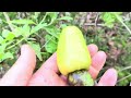 Food Forest Fruit Trees | Plant Rhizosphere Metabolic Dysbiosis | 6/13/24