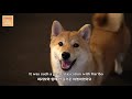 Shiba Inu's Trip to the United States