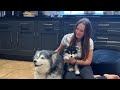 Malamute Meets New Puppy For The First Time! (Cutest Ever!!)