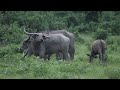 Majestic Asian Wild Water Buffalo at Manas National Park, Assam India