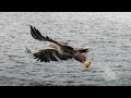 Isle of Mull - a Wildlife Photography Tour