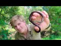 Robert Irwin releases baby snakes | Irwin Family Adventures