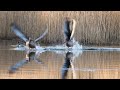 FORÅR VED SØEN. //dansk naturfilm//gæs//sø//forår//svaner//fiskehejre//Lappedykker//