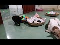 Guilty Dog and cat is so funny😹🐕Try Not to Laugh😍2024