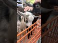 Raw Footage — Big day with the goat puppies!